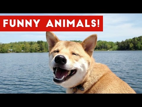 Funniest Pet & Animal Moments Caught On Tape Compilation 2016 | Funny Pet Videos - UCYK1TyKyMxyDQU8c6zF8ltg