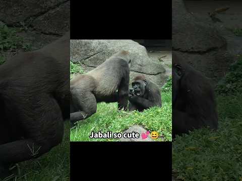 台北市立動物園で見られる面白くてかわいいゴリラと母親の親子ショット サムネイル