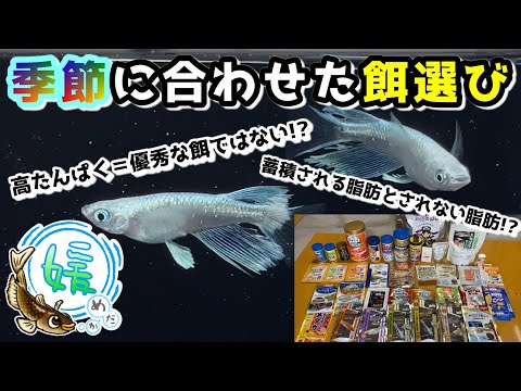 媛めだかの最新動画 Youtubeランキング