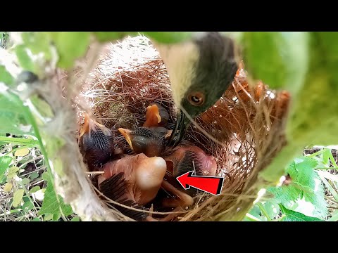 Tiny babies of the Sardinian warbler bird