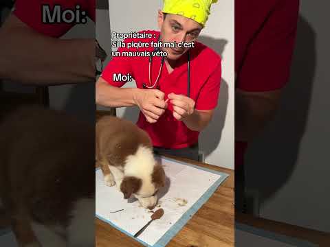 Chez moi le chien n’a JAMAIS mal #dog #puppy #australianshepherd #vetlife #vet