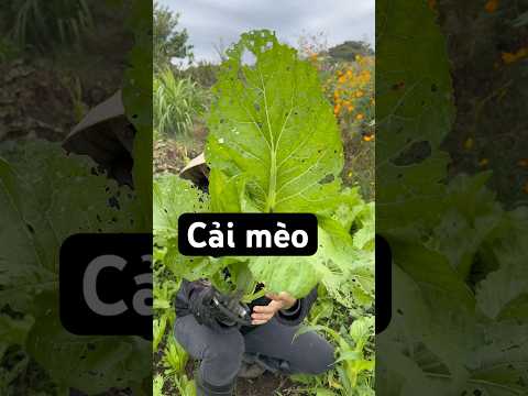 Cải mèo không ngon như lời đồn