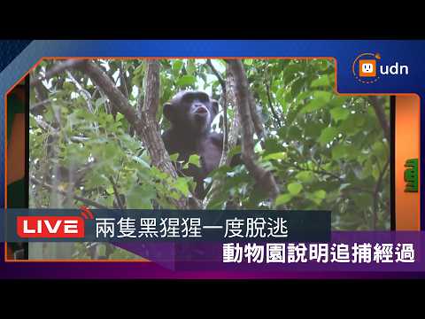 【LIVE】0918兩隻黑猩猩一度脫逃 動物園說明追捕經過