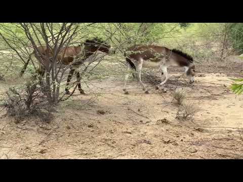 Donkeys  in jungle with friends