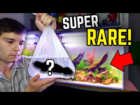 Buying a Super RARE GOBY For My Planted Tank! (Massive Fish Haul!)