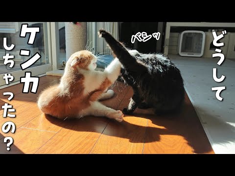 ケンカして気まずくなった猫のちょっぴりぎこちない仲直り