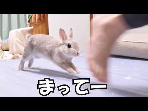 飼い主が行ってしまうたびに健気に後をついてくうさぎさんがお子ちゃますぎてかわいい