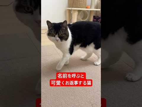 名前を呼ぶと可愛くお返事します😻#shorts #cat