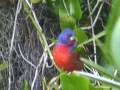 VideoBirder