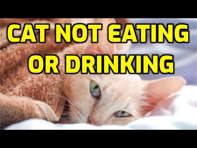 how-long-can-a-cat-survive-without-food-northlightpdx