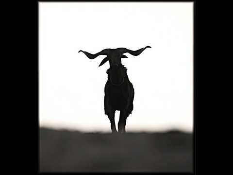 Bison 🦬 | Peak Movie | Dhruv & Anupama #bison#bisonmovie #dude #dudemovie #explorepage #fypシ゚viral