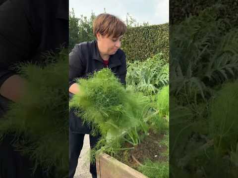 COME USARE LE BARBE DEI FINOCCHI - Fatto in Casa da Benedetta