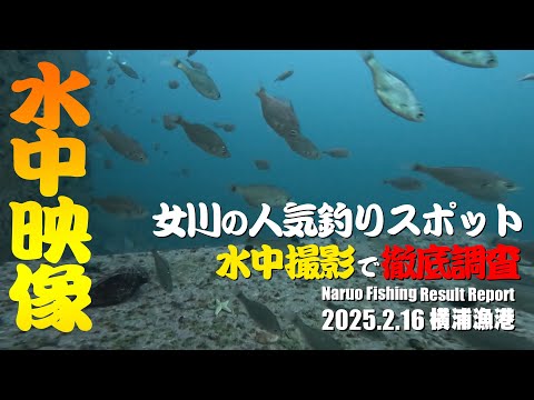 女川の人気釣りスポット！横浦漁港で水中撮影！気になる海の中を徹底調査！