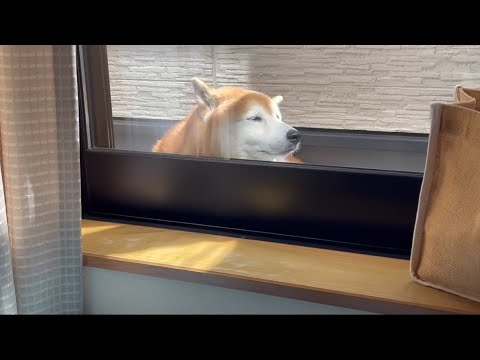柴犬福の9月も天サロライフと面白エピソード サムネイル