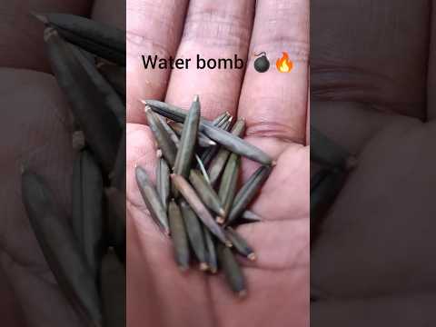 Water Bomb Plant bursts its seeds 💥 Nature’s mini explosion! 🌱#waterbomb #plants#natureshorts#shorts