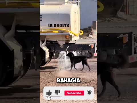 Si Pleki kepanasan #anjing #short #shortvideo #shortsfeed #viral #trending