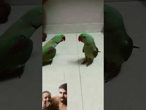 টিয়াপাখি 🌺🌺|| #parrot #lifeisbutadream #funny #birds #talkingparrot #viralvideo
