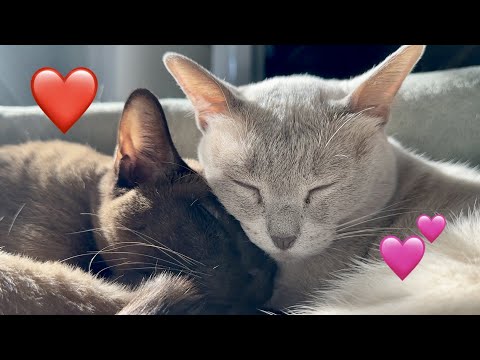 🌸 Burmese Cats and Havanese Dog 🌸 A Happy Pets Video - With Cuddling, Petting, Bonding, and Playing!
