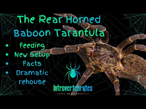 Introducing my Ceratogyrus darlingi!🕷️