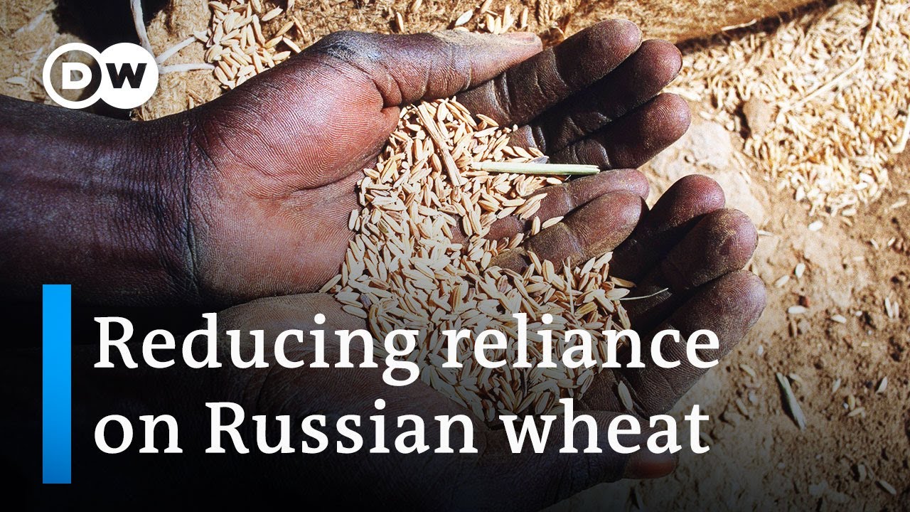 Senegal wheat prices create demand for locally-sourced cereals | DW News