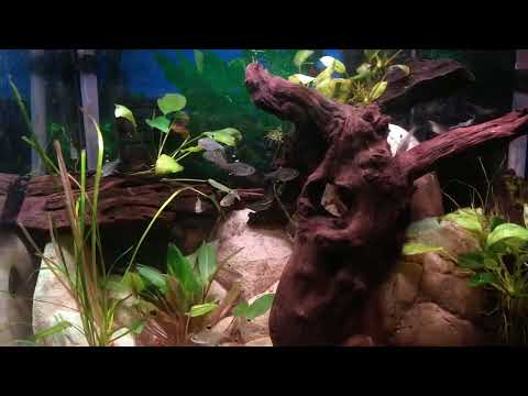 Highlighting my Black and White Male Crowntail Bet Good Morning. 
Another update, but focusing on a couple of my Bettas. Hope you enjoy.
Thanks, Ogle