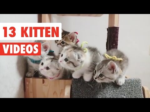 13 Funny Kittens | Cat Video Compilation 2017 - UCPIvT-zcQl2H0vabdXJGcpg