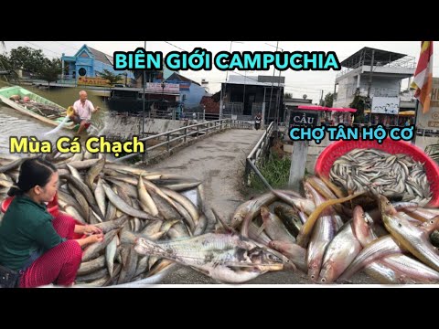 ĐỈNH ĐIỂM MÙA CÁ CHẠCH CƠM THẤY MÊ CHỢ TÂN HỘ CƠ SAU BÃO, ĐẦY TÉP, CÁ, CUA, CHUỘT.. CẦU KÊNH TÂN HÒA