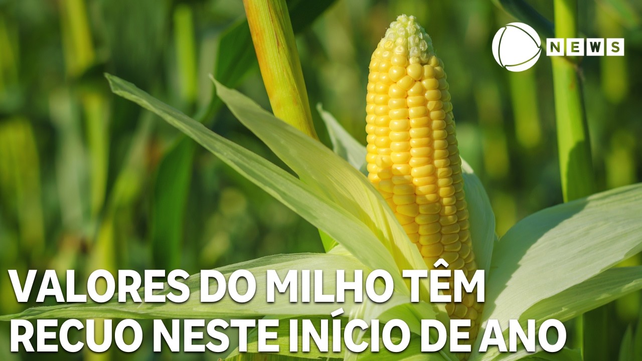 Valores do milho têm recuo neste início de ano