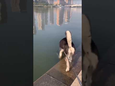 Top funniest dog splash ever 🤣 #dog #laugher #funny