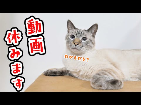 しばらく動画をお休みします。 ってことは…アレをやっちゃうのか…?