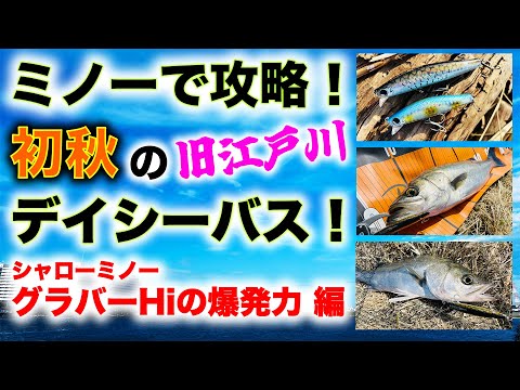 ミノーで攻略！初秋の旧江戸川デイシーバス！ - シャローミノーグラバーHiの爆発力編 - 邪道ルアー バレーヒル