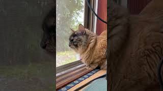 鳥のさえずりと漏れ出る野性【癒し体験版】 #QKFG #cat