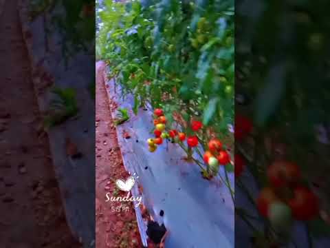 abhi tamater 70 kg hai 😱# kashish # short video # viral # trending # kitchen garden