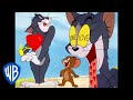 Tom & Jerry in italiano  In Vena Di Amare  WB Kids