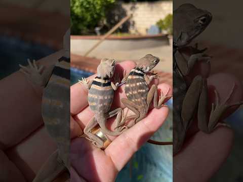 Sexing Baby Dickersonae #reptiles #shorts