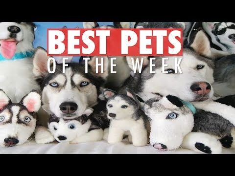 Best Pets of the Week | June 2018 Week 1 - UCPIvT-zcQl2H0vabdXJGcpg