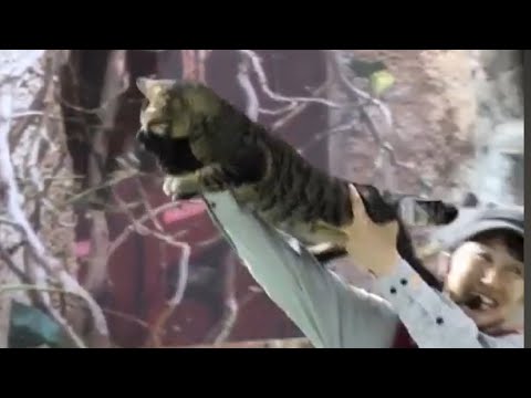 猫本来の能力を活かしたネコによるショー「 ザ・キャッツ」那須どうぶつ王国　2025年7月12日 サムネイル