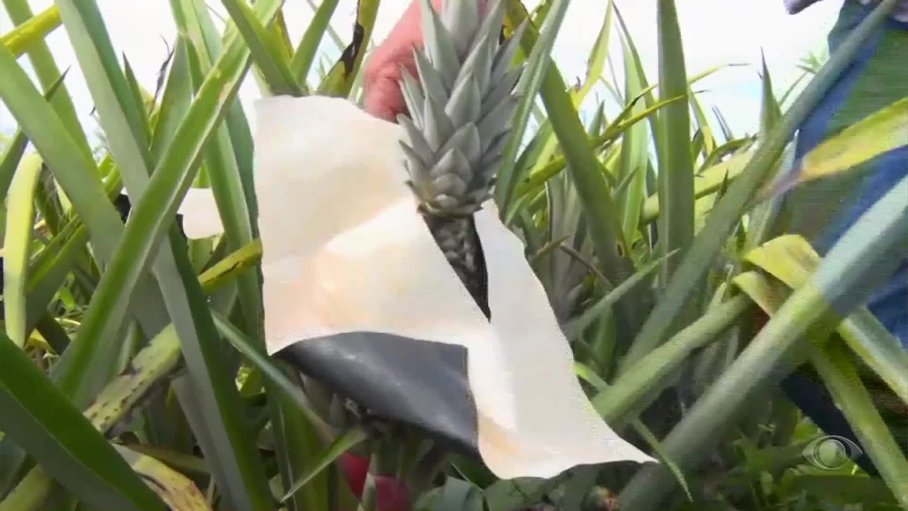 Giro Brasil: feira do abacaxi, concurso de cafés, exportações do agro mineiro