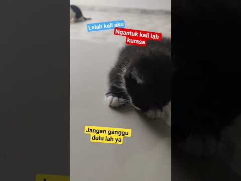 Capek banget guys, time to sleep sek yooo #kitten #kitty #catlovers #cat #cats #blackcat