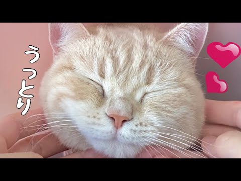 【猫マッサージ】機嫌の悪い猫にマッサージをしたら気持ちよく寝落ちする猫…ｗｗｗ　Cat massage ！Cute animals