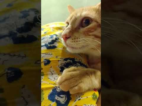 nazar ka teer👁️🏹♥️ #love #dance #status #trending #shorts #qawali #|@goldenbeauty2007