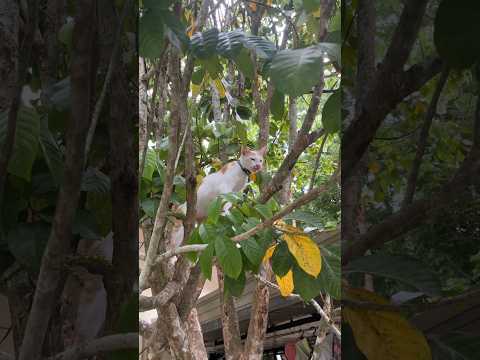 ANOTHER SHIFT: My Cat on Guard Duty 24/7 #cat #catlover #cats #catvideos