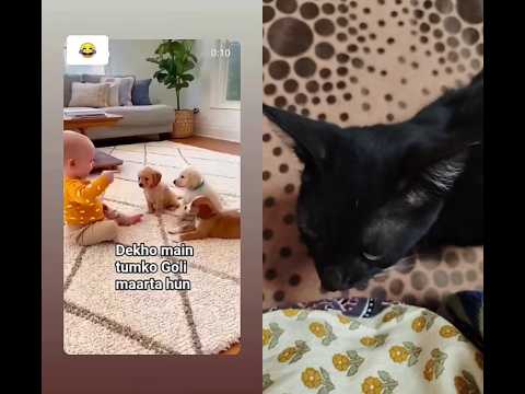 funny dogs😆😆🤣🤣😂😂😅😅😀😀😀😝😝😹😹