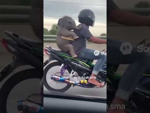 கருவா பயலே❤️❤️❤️ #hoomans #dogcomedyvideo #instatrending #creatoryash #bigbang