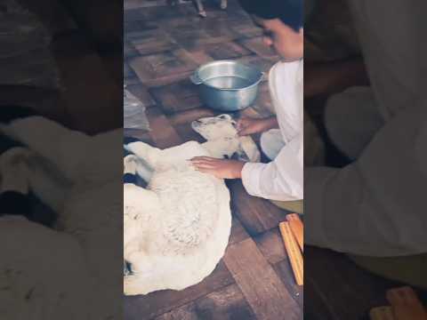 #viral #goat #anime #animals #bakray ki tang #shortvideo