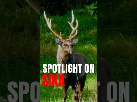 September truly belongs to the Sika Stag #deer #hunting #outdoors #sikadeer #shorts