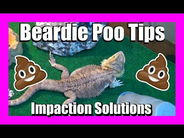 How To Massage A Bearded Dragon To Poop?