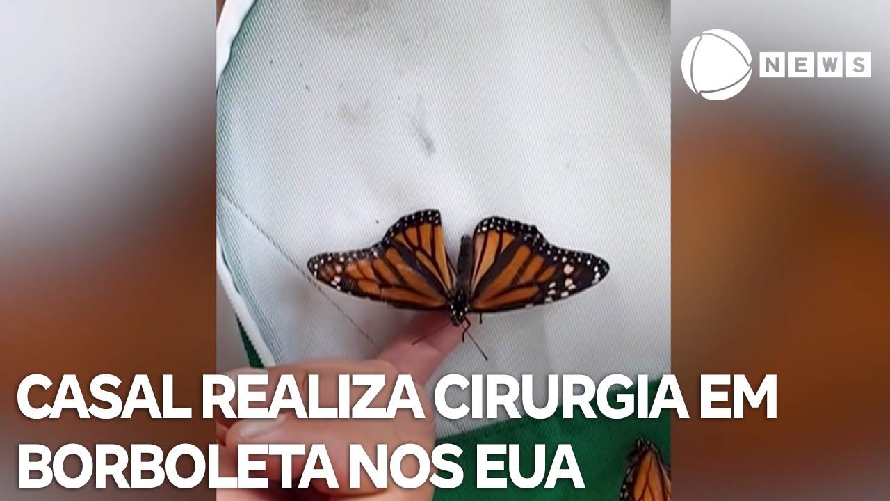 Casal realiza cirurgia delicada em borboleta nos Estados Unidos