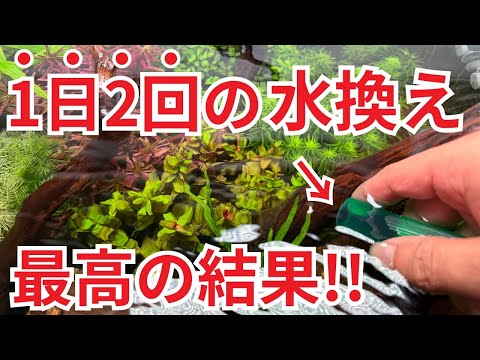 【非常識】セオリーから反した”過度な水換え”をした理由を解説します