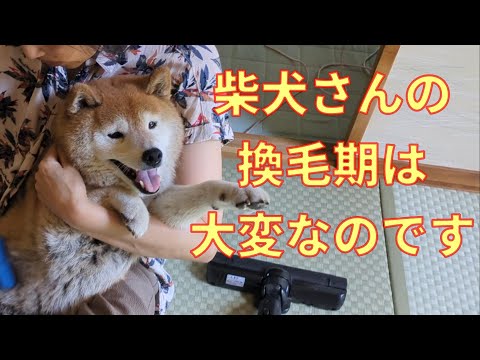 【1025】柴犬さん大脱走 サムネイル